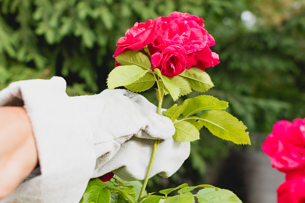 Best Thorn-Proof Gardening Gloves 2025